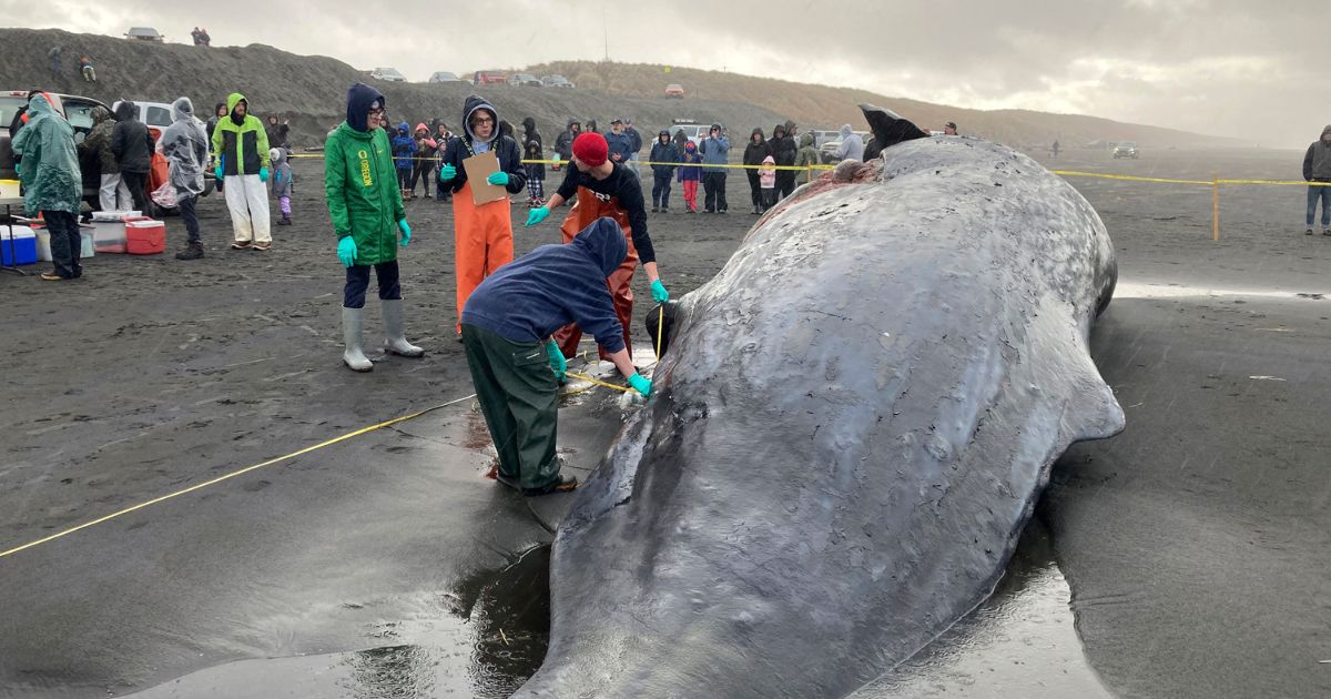 0K Discovery Found Inside Beached Whale – It’s Estimated Only 1% Are Capable of This